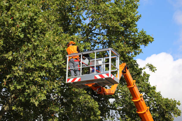 Mentor, OH  Tree Services Company