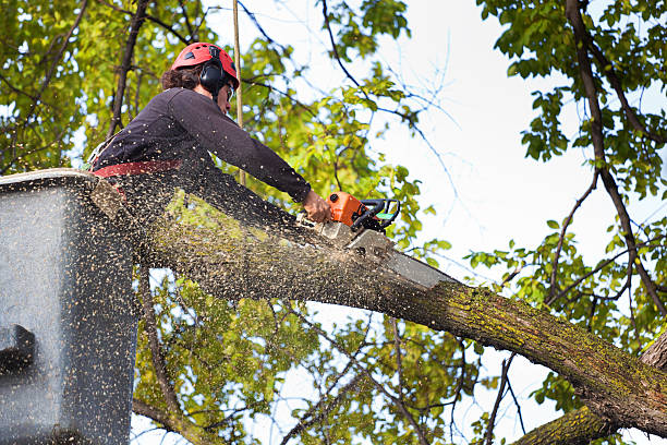 Why Choose Our Tree Removal Services in Mentor, OH?